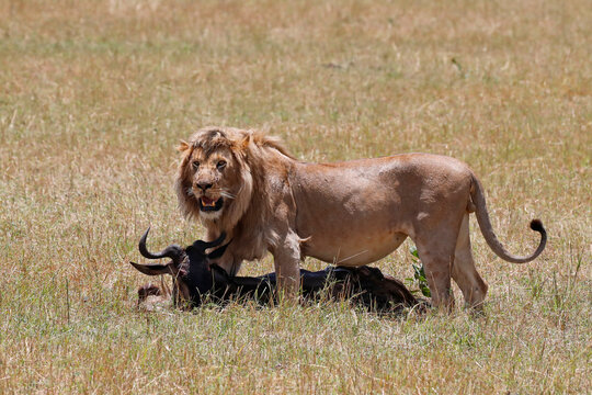 Lion (Panthera leo) with wildebeest kill in savanna, Masai Mara National Park, Kenya, East Africa