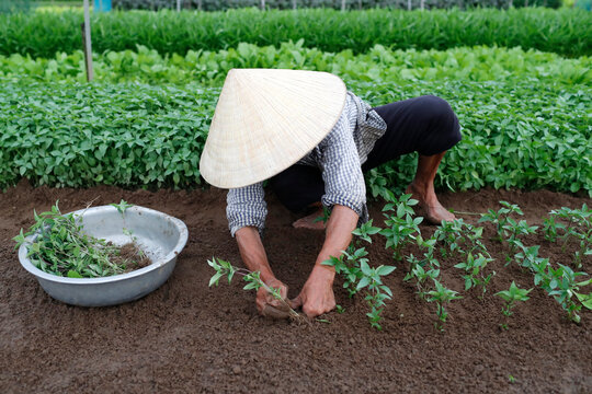 Vietnamese woman planting seedlings in Organic vegetable gardens in Tra Que Village, Hoi An, Vietnam, Indochina