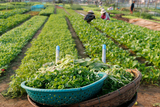Organic vegetable gardens in Tra Que Village and fresh green herbs in basket, Hoi An, Vietnam, Indochina