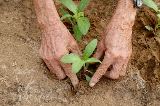 Close-up of Vietnamese farmer planting seedlings in Organic vegetable gardens in Tra Que Village, Hoi An, Vietnam, Indochina
