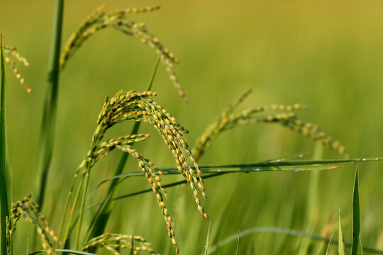 Rice grain ready for harvesting in green rice field, Hoi An, Vietnam, Indochina