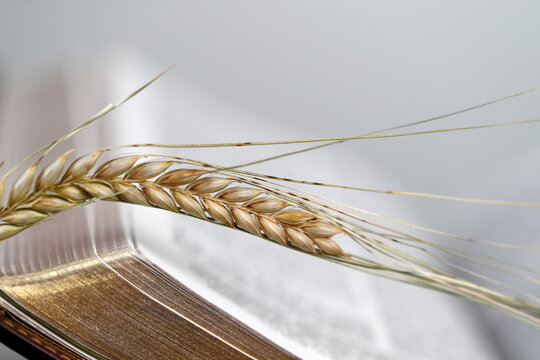 The sacred book of the Bible and ears of wheat as a symbol of spiritual and physical food, France