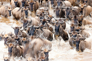 Migratory blue wildebeest (Connochaetes taurinus) crossing the Mara River, Masai Mara National Reserve