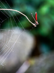 damselfly and cob web