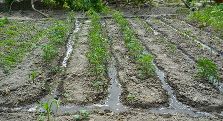freshly planted tomato seedlings