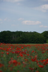 Fototapeta premium Champ de fleur de coquelicot avec un bois au fond