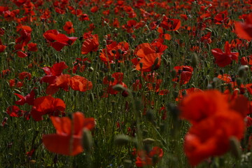 champs de coquelicot