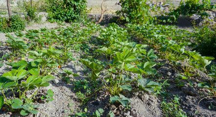 Strawberry field in the garden