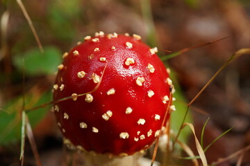 Amanite tue-mouches : champignon rouge et blanc, toxique en forêt. Un symbole automnal, danger...