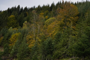 Fototapeta na wymiar Forêt de montagne : pins verts, ciel bleu en été. En automne, feuillage coloré et brume. Une scène évoquant la diversité des saisons en montagne. 