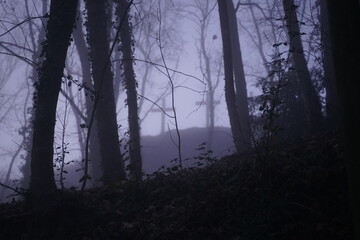 Obraz premium Forêt mystique : arbres dans le brouillard matinal, éclairés par la lumière du soleil. Fleuve brumeux, chemin bleu à travers le bois. Saisons variées en un seul paysage naturel.