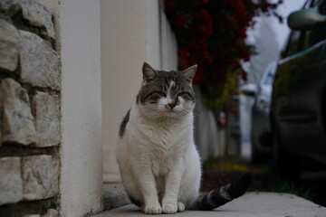 Portrait de chat blanc aux yeux expressifs, mignon et domestiqué. La fourrure soyeuse encadre un visage attentif, capturant la grâce féline