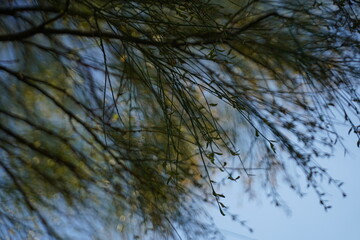 Obraz premium Un pin majestueux se dresse dans une forêt hivernale, ses branches chargées de neige, créant un paysage enchanteur. Le ciel bleu d'hiver contraste avec la blancheur du sol et les verts persistants des