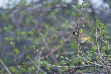 Palm Warbler perched among the bushes at a park in upstate New York