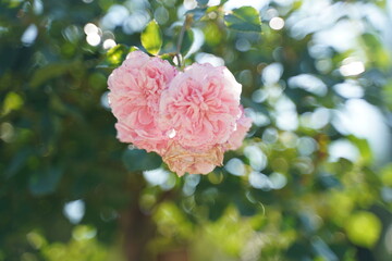 Une rose rouge &eacute;clatante s'&eacute;panouit au c&oelig;ur d'un jardin estival, exprimant la beaut&eacute; florale du printemps. Un tableau de p&eacute;tales, feuilles et bourgeons, capturant l'amour de la nature en plein essor.