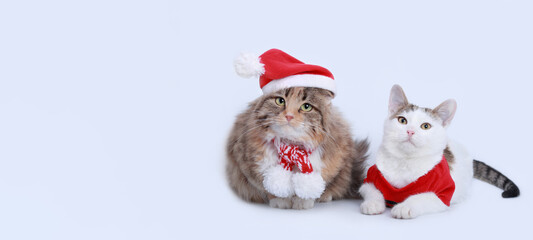 Two Cats Santa Claus on a white background. Cat in Santa hat.
Kitten and Cat with Christmas festive outfit. Xmas. Christmas card. Cats in winter clothes. Happy New Year. Merry Christmas. 