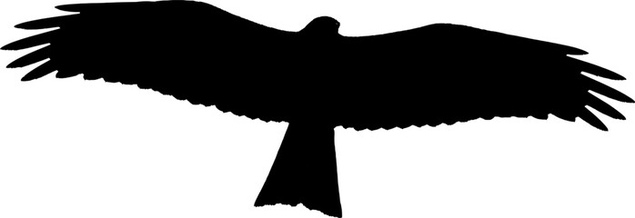 Black silhouette of a bird of prey in flight.	 The Black Kite.