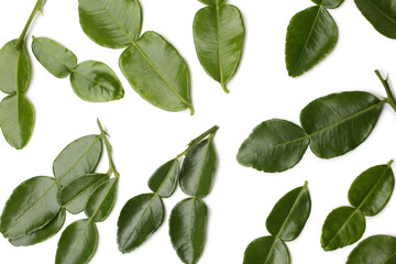 Fototapeta premium Kaffir lime leaves