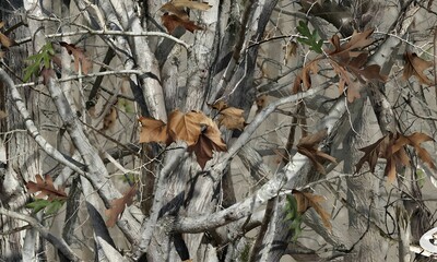 Here are some hunting camo texture autumn leaves in the forest