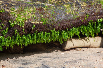Mossy rocks on Klayer Beach, Pacitan, Indonesia, Java