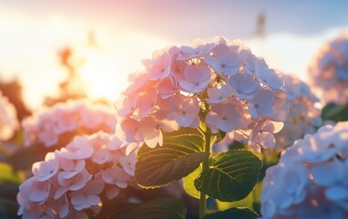 Beautiful Colorful Hydrangeas with Clouds and Sky during Golden Hour