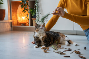 Curious cute cat sniffing pine branch, leaves, dry flowers lying on floor at home. Woman pet owner...