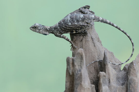 A flying dragon is sunbathing before starting its daily activities. This reptile has the scientific name Draco volans. Selective focus with natural background.