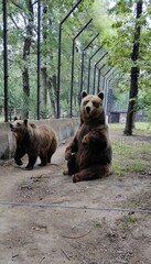 the bears 