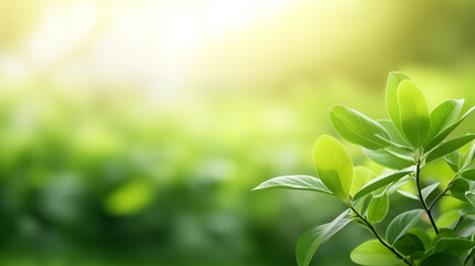 Fototapeta na wymiar Sunlit greenery close-up nature view with blurred background