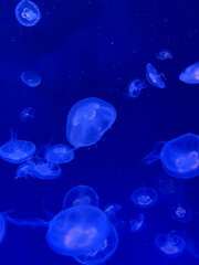 Naklejka na ściany i meble White jellyfish in blue water. An underwater background of jellyfish in the sea. 