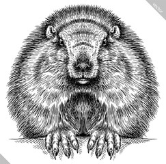 Vintage engraving isolated marmot set illustration groundhog ink sketch. Woodchuck background silhouette art. Black and white hand drawn vector image