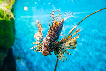 Colorful of Common Lionfish (Turkeyfish, Red Lionfish) Pterois volitans in tropical coral reef