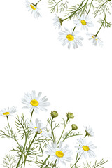 Colorful hand drawn sketch. Matricaria Chamomilla. Set of elements on a light background. Medical herb and spice. Frame
