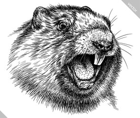 Vintage engraving isolated marmot set illustration groundhog ink sketch. Woodchuck background silhouette art. Black and white hand drawn vector image