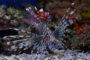The lionfish shows off its sharp spines