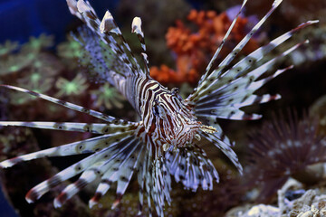 The lionfish shows off its sharp spines