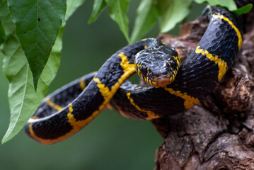 Close up of a cat snake on a tree