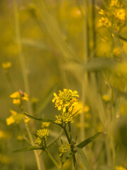 Nature's Yellow Elegance: Canola Flower Bliss