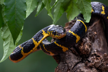Close up of a cat snake on a tree