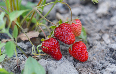 the strawberries are ripe and hanging