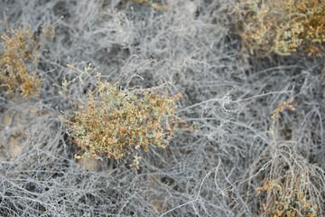 Beach plants light and airy background and texture in Fuerteventura Costa Calma sandy beach landscape