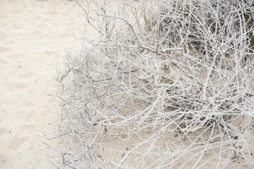 Beach dried plants light and airy background and texture in Fuerteventura Costa Calma sandy beach landscape