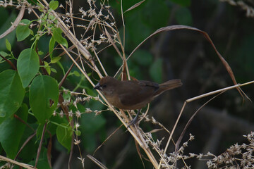 Scaly breasted Munia