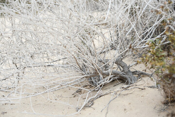 Beach dried plants light and airy background and texture in Fuerteventura Costa Calma sandy beach landscape