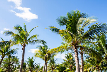 Fototapeta na wymiar Palm trees against blue sky. Tropical scenery.