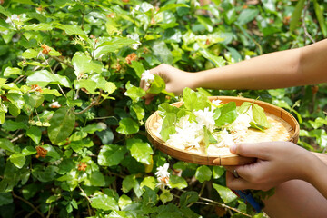 Arabian Jasmine flowers collected from the garden in bamboo baskets Thai people like to use jasmine to float cold water to drink. Decorated as a garland to worship the Buddha image and make incense. 