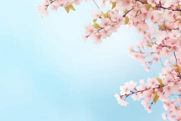 Blooming cherry branches on a delicate turquoise background with copy space for your text.