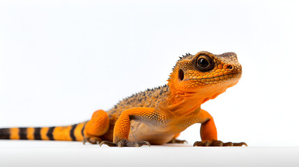 Obraz premium a lizard sitting on a white surface