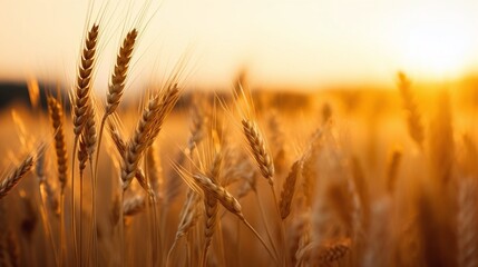 Obraz premium Golden Hour Wheat Field Sunset Warm Tones Closeup Agricultural Landscape Background