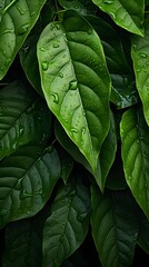 Fototapeta premium Close up of soursop green leaves